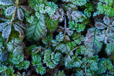 Bahçedeki yeşil yaprakların üzerindeki don manzarasını kapat.