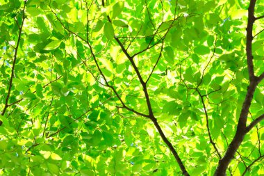 Ormanda yeşil yapraklar