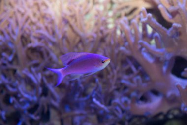 Akvaryumda yüzen güzel tropikal balıkların sualtı görüntüsü                