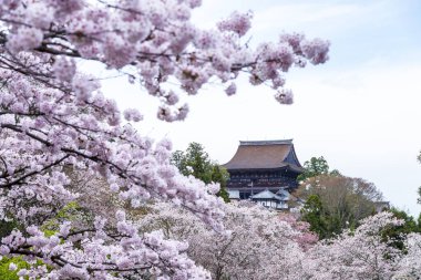 Japonya 'da kiraz çiçekleri