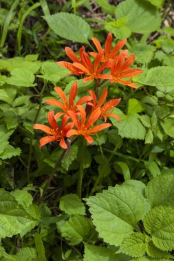 Bahçedeki güzel çiçekler