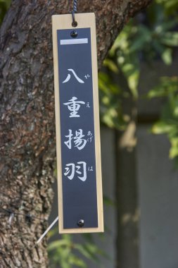 Eski tapınağın etrafındaki bahçe detaylarını gündüz çekiyoruz.