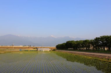 Yaz mevsiminde kırsalda pirinç tarlaları 