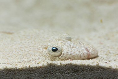 Kumlu ortamda küçük balıkları saklamak