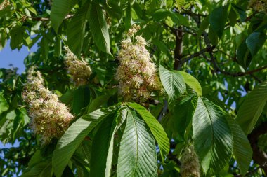 Ağaçtaki kestane çiçekleri
