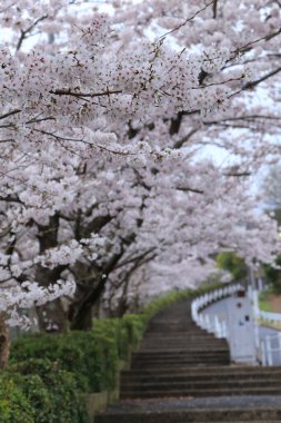Bahar parkındaki ağaç dallarında çiçek açan güzel çiçekler.         