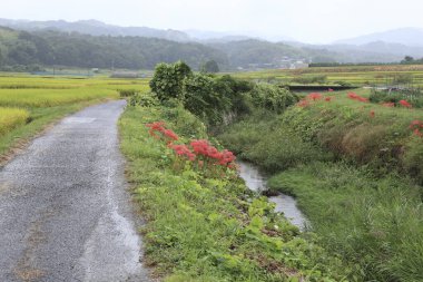 Bulutlu bir sabahta yolları, tarlaları ve tepeleri olan güzel kırsal alan.