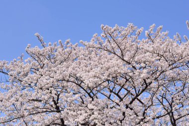 Japonya 'da kiraz çiçekleri