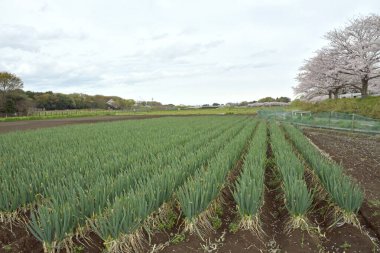 Ağaçlı ve ağaçlı güzel bir manzara.