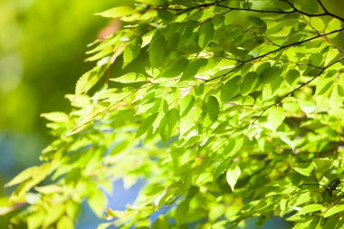 Baharda güneşli bir günde parkta yeşil yapraklar