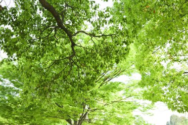 Beyaz arkaplanda taze yeşil yapraklar izole