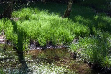 Küçük bir gölet ve ormandaki yeşil çimenler.