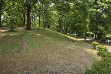 Çimenli tepe, gün ışığında yemyeşil ağaçlarla çevrili.