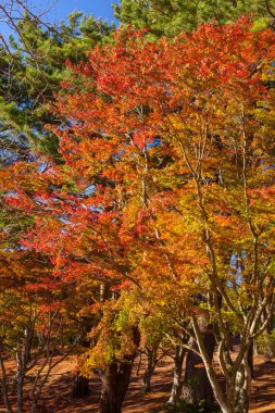 Renkli ağaçlarla dolu sonbahar manzarası 