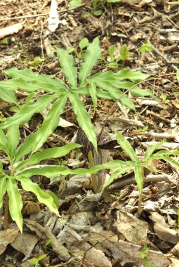 Ormanda yeşil yapraklar
