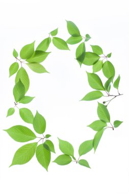 Beyaz arkaplanda taze yeşil yapraklar izole