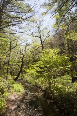 Ormanda yeşil ağaçlar, doğada bitki örtüsü