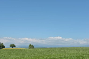 Ağaçlı Yeşil Alan