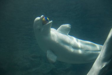 Beyaz yunus ağzında lastik top, su altında yaşam 