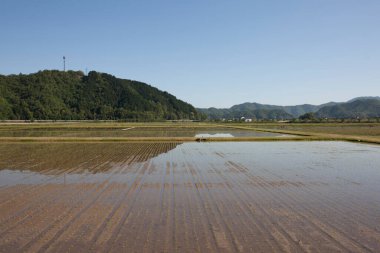 pirinç tarlaları ve sabah nehir.