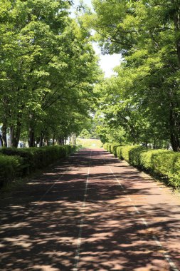 Güneşli bir günde boş yolu olan güzel bir park.   