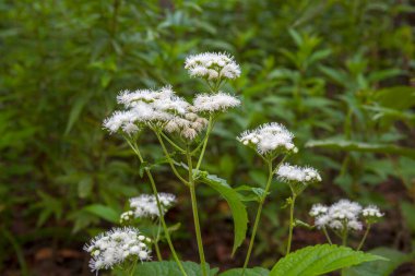 Yeşil çayırdaki yabani bitkilerin beyaz çiçekleri