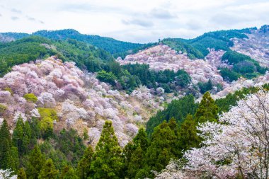 Japonya 'da kiraz çiçekleri