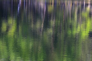 Göl suyundaki ağaçların soyut yansımaları