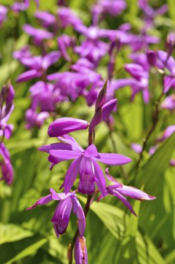 Çiçeklerin açtığı güzel çiçekleri kapat