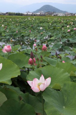 Göletteki güzel nilüfer çiçeklerinin yakın plan görüntüsü