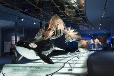 Müzede balina iskeletleri gösteriliyor