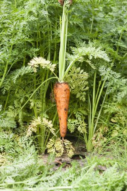 Çiftlikte taze havuç 