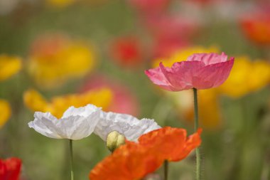 Güzel renkli gelincik çiçekleri tarlada