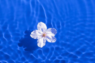 Havuzun arka planında mavi çiçek, kapat.