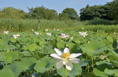 Gölette güzel bir çiçek manzarası