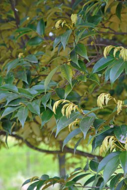 Güzel botanik fotoğrafı, doğal duvar kağıdı.