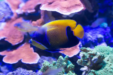 Akvaryumda yüzen güzel tropikal balıkların sualtı görüntüsü                