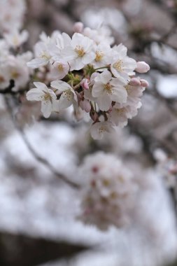 Bahar bahçesindeki güzel kiraz çiçeklerinin yakın plan görüntüsü              
