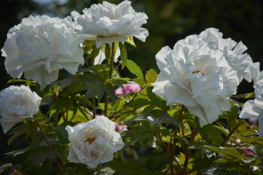 Bahçedeki beyaz güller