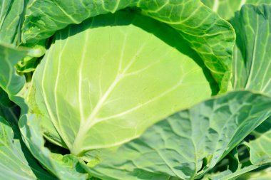 Doğayla iç içe tarlada lahana