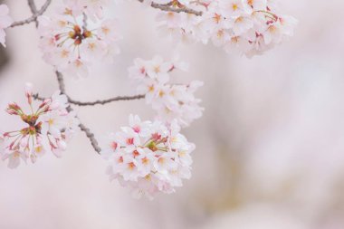 Güzel kiraz çiçeklerinin yakın plan görüntüsü.          