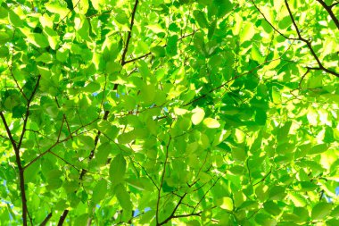 Parkta yeşil yapraklar