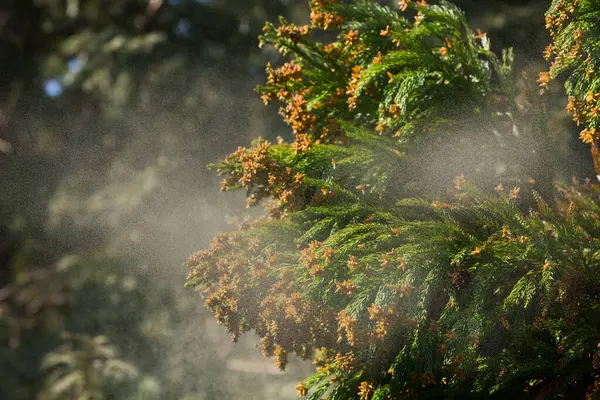 Van Dichtbij Uitzicht Dennenboom Met Waterspatten Het Bos — Stockfoto