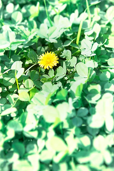 Vacker Maskros Blomma Trädgården — Stockfoto