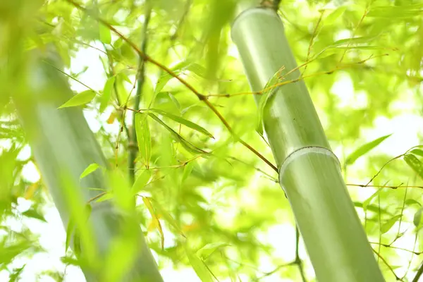 在绿色背景上的竹叶 — 图库照片