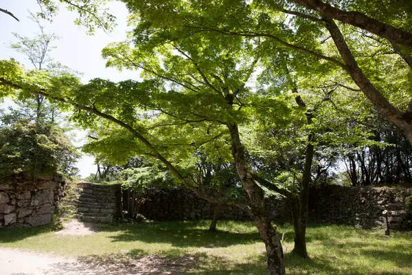 Руины Древней Крепости Зеленые Деревья — стоковое фото