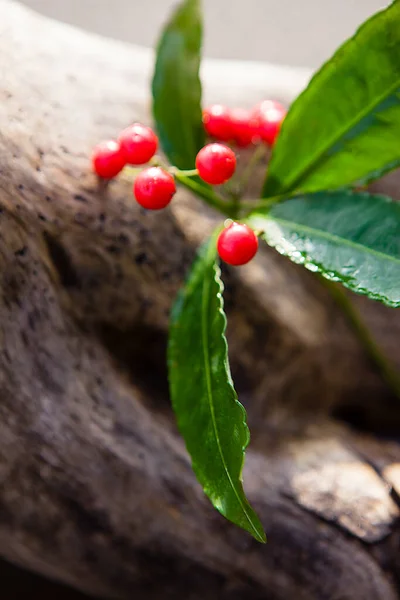 Czerwone Jagody Święte Zielonymi Liśćmi Tle Drewnianego Kłody Naturalna Ozdoba — Zdjęcie stockowe