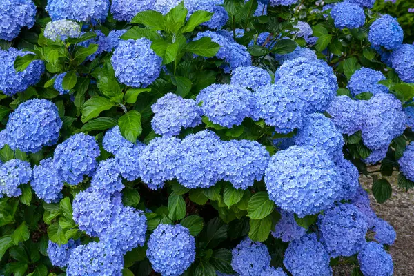 stock image hydrangea blooming in the garden