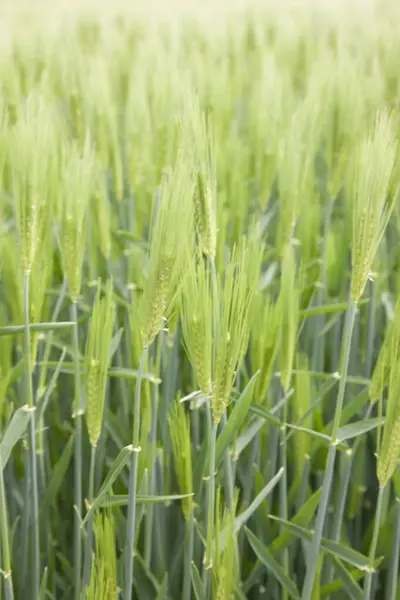 Grüne Weizenfelder Sommer Nahsicht — Stockfoto