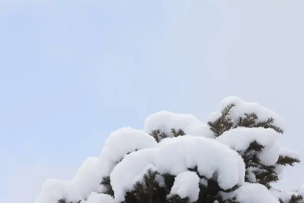 Árboles Cubiertos Nieve Contra Cielo Azul —  Fotos de Stock